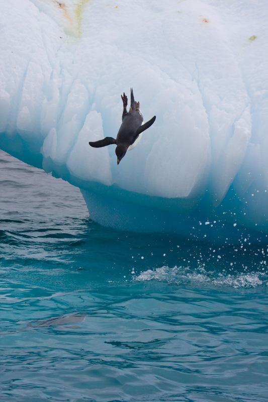 Adélie Penguin Diving Off Iceberg